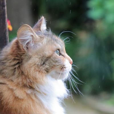 masunovakim2's profile picture. まっすーです、猫好き。色々な音ゲーや写真撮影を楽しんでます