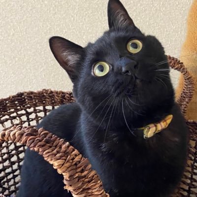 キユーピー3分クッキング非公式ニャンバサダー🐈⬛2021.9.7爆誕🏠⬅️2021.10.1🐾幸せを運ぶ鍵しっぽ🗝️の王子様🤴🐾指チュパリスト😽まんまるおめめともこもこ毛がチャームポイント♡🐈⬛ねこ成分100%🐈⬛画像の無断使用・転載禁止