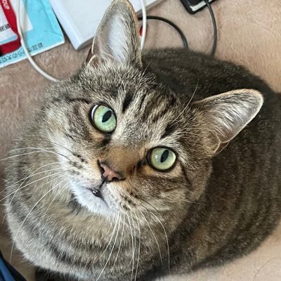 DancingBrave55's profile picture. ポケGO好きなニャンコトレーナー♂新潟(主に古町〜駅勢/お気軽にフォローOK😆猫.ポケGO関連なら基本的にバックします✨捕獲それなりGBLは嗜み勢😁 市内でキラ交換⭐️0.1交換も歓迎します/その他フレンド等はDMくださいませ🐈 何のタグも付けてないのにバズってしまった人w🐈好きは世界を救う‼️