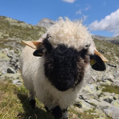 AFDVerbot sofort, gegen Faschismus und Hetze
Aber für ein Miteinander ❤️💚🧡💚❤️🧡💚und dadurch links-grün-versifft🥰🥰🥰und natürlich #TeamHabeck