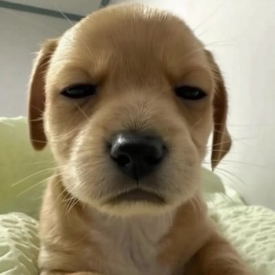 nadang2900's profile picture. 🦊🐰🐻🐶