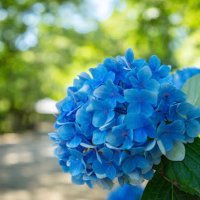 ゆき (@yuu_snowpocket) 's Twitter Profile