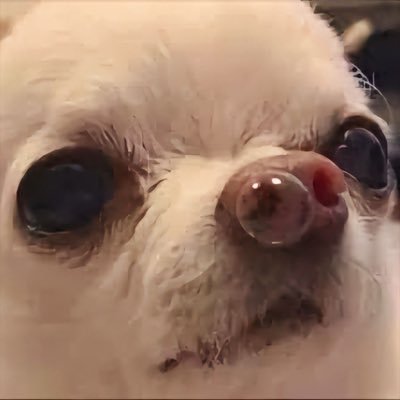 ruxvs_xy's profile picture. チワワと服