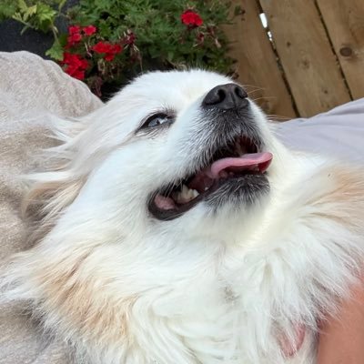 AlphadevStudios's profile picture. 