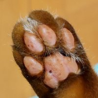 よしえみ😺猫2匹 (@yoshiemi_neko) 's Twitter Profile
