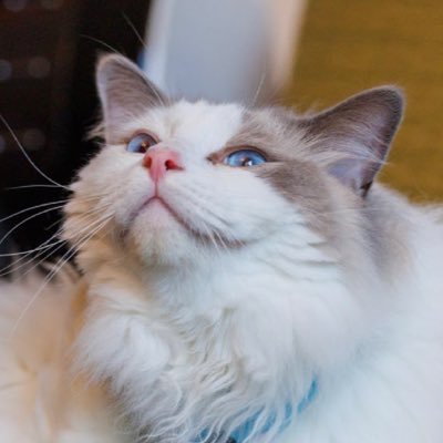 0024hkr's profile picture. FACTOR OSTRO ( 'ω' )وｵｯｽｵｯｽ TeamGOCHI/EMU