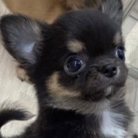 チワワのぷっち (@muchi_putchi) 's Twitter Profile