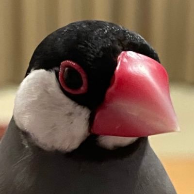 bunchoccho1's profile picture. インターネット老人会所属📠フォロバ100！臭いやつと強打は出禁🔥性犯罪者は去勢✂️高設定でも普通に負けれます👍頑張ってる店❗️頑張ってる人応援したくなります❗️ お目汚し失礼。