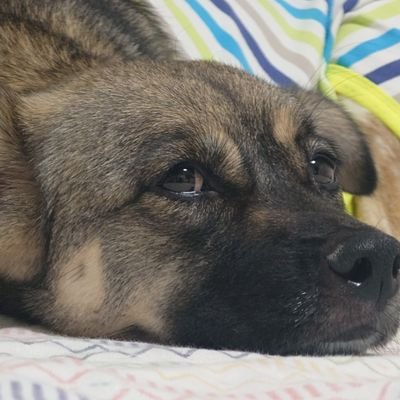 yaris_se_gr11's profile picture. ナムラクレアG1取るまで氏ねません

                                               第１回JTB北海道牧場巡りツアー2025