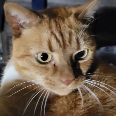 navyreg's profile picture. USN RET