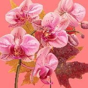 autumnorchid86's profile picture. 🍂🌺8️⃣6️
