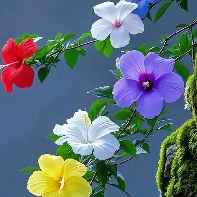 generalmishri's profile picture. LLB, MSc IR.
Know Urdu, English, Arabic, Chinese.
Lawyer.
Pro-Multipolar World Order, Pro-Urdu.
I Know that I Don't Know