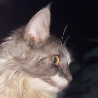 - (@m2001nz) 's Twitter Profile