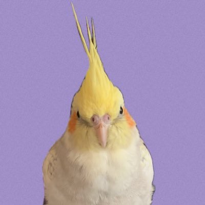 lana1122230's profile picture. MELOGAPPAのお2人のおかげで毎日の楽しみが増えました。無言♡フォロー失礼します。 2024.4.18にURA、2025.4.18〜VIPです。リリイベ愛知、SARAツアー名古屋🎤