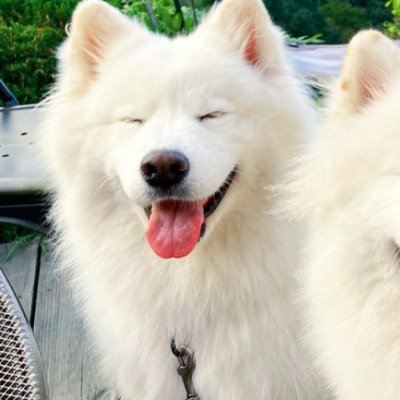 I'll share my daily life with dogs. They are man's best friend.