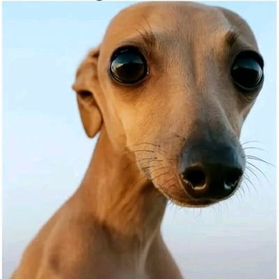 notoriousberale's profile picture. sound engineer