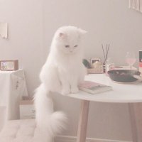 もね🪿🫧 ʟɪᴠʟʏ (@m0n3san) 's Twitter Profile