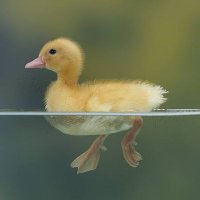 yellow duckling (@hello_duckling) 's Twitter Profile