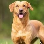 Pet lover 🐾 Caring for furry friends with all my heart.