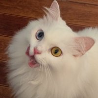 i o l a n t h e (@caphzyel) 's Twitter Profile Photo i o l a n t h e (@caphzyel) 's Twitter Profile Photo