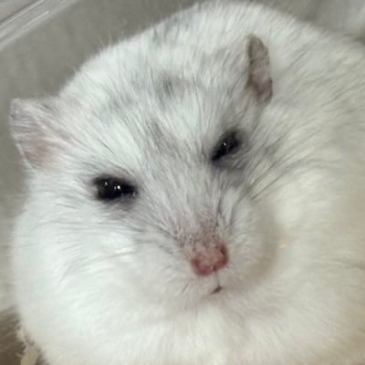 ハムチャンパラダイス🌈🌴✨ (@86chan315) / Posts / X