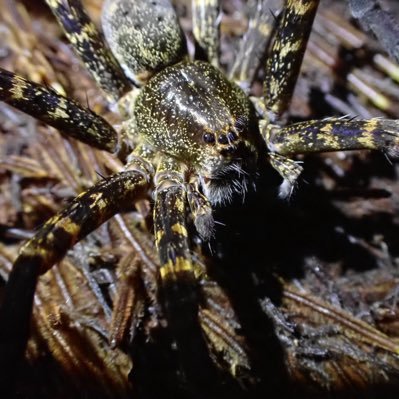 生き物雑多アカウント。昆虫、クモ、カニムシにお熱。