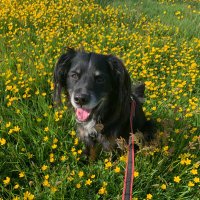 Vicki 🌻🐕🦺🚐☀️ (@oct9767) 's Twitter Profile Photo Vicki 🌻🐕🦺🚐☀️ (@oct9767) 's Twitter Profile Photo