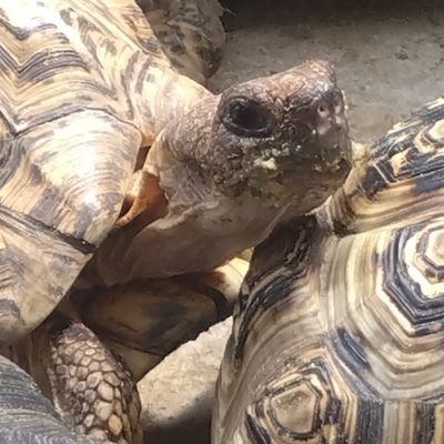 個性派揃いのカメ達とのんびり静かに生きています🈵ヒョウモン🐢 🐢🐢、キレナイカギリシャ🐢🐢🐢🐢🐢、ケヅメ🐢、アカアシ🐢🐢🐢、キアシ🐢、ヘルマン🐢、セオレ🐢 🐢🐢🐢🐢マルギナータ🐢飼ってます!動植物が大好きです🌵新潟市出身🌾東京北区民🌸