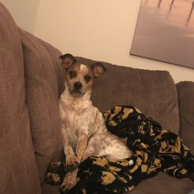 minikitten4's profile picture. 