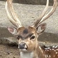 ZONN-U (@yagi_chris_zonn) 's Twitter Profile