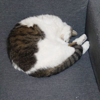 daifukuruby's profile picture. 