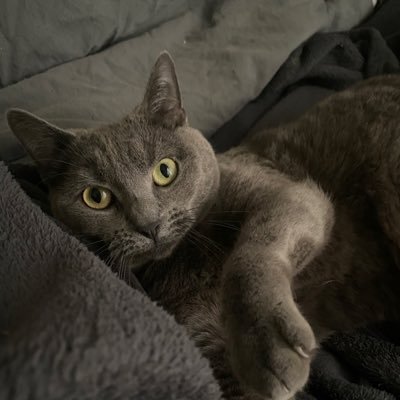 bluetheprincess's profile picture. t’as de la pâté?