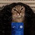 kowalcfc (@kowalcfc) Twitter profile photo kowalcfc (@kowalcfc) Twitter profile photo