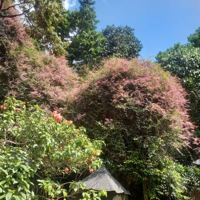 lianzain1's profile picture. 