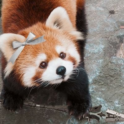 (Mid 20s)(INFP-T) - Pandas, Memes and Art
1# British Butter Bear Stan 🐻
🎮 I also play games sometimes - ACNH(DA-1219-2463-8981) - FFXIV Warrior lvl 68