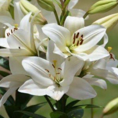 Serap17427673's profile picture. 