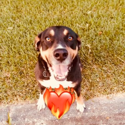 HayleyLovesdog2's profile picture. ❤️23❤️Graphic Designer. Swiftie. Ballerini Stan. Dog Lover. Hesitant Big Brother fan. True Crime viewer.