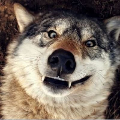 22 years old furry. nsfw profile, dont go farther in.... you have been warned.