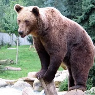 JervontayA33916's profile picture. Come to the forest…