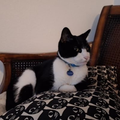 Immigration reporter at the @HoustonChron. My cats names are Aardvark and Birdie. 'This record should be played loud.'
