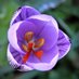 Diplo Crocus (@casaubius) Twitter profile photo Diplo Crocus (@casaubius) Twitter profile photo