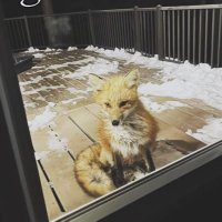 ฅ^•ﻌ•^𐅠 ⋆˙⟡ (@32foxtooth) 's Twitter Profile
