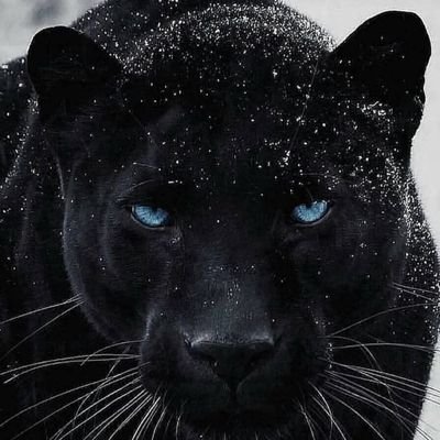 🥇It's not much. Just justice. Even if it hurts you, makes you tired, or causes you loss...✨✨AI hackathon participant, Web3 enthusiast, testnet @MorphLayer