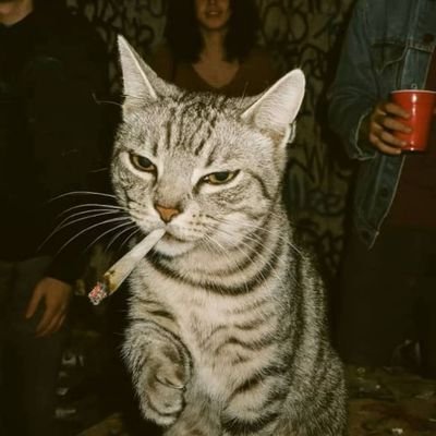 ZaiobsessedCr7's profile picture. 