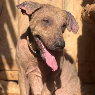 Rescuing and saving homeless dogs subjected to cruelty..providing shelter,Food and Vet treatment . KINDLY DONATE TO OUR MISSION THROUGH THE LINK IN BIO👇🏼👇🏼
