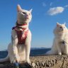 riyaRhythm's profile picture. L'Arc～en～Ciel中心で遠征旅行してますhydeとT.M.Rの音楽好き。ドLなブラサカHYDEIS。BSR・無双共に長曾我部元親使い。BSR瀬戸内と東西アニキ好き・刀は鶴丸！FGOギル国民玉藻派。BSRイスル就&テヤンアニキにお熱。復活骸至上主義の飯田ファン。成人済瀬戸内レイヤー←普段は猫好き白猫シエレオアカ←
