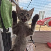 deniz 🏳️‍🌈 (@cuorepietr50766) 's Twitter Profile Photo