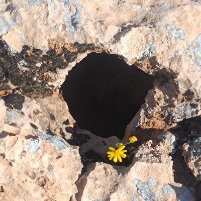 zagros_daglari's profile picture. هر دهان که می‌بستند سرودمان را 
دهان دیگری ادامه می‌داد
زن زندگی آزادی...