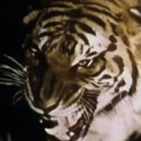 🏳️⚧️DEFIANT || I'M THE SUN'S PROPERTY🐯🦊 (@gxnsunko) 's Twitter Profile