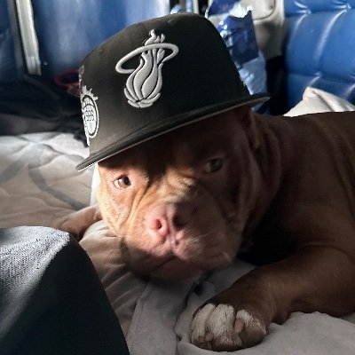 Gambitsports23's profile picture. #heatnation #miamiheat ride with the heat till the wheels fall off,   Miami senior high 2003 🏆 #miamiheatlifer  Tyler Herro